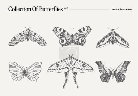 Téléchargez les illustrations : Ensemble de papillons, dessin réaliste, croquis. Illustration vectorielle - en licence libre de droit