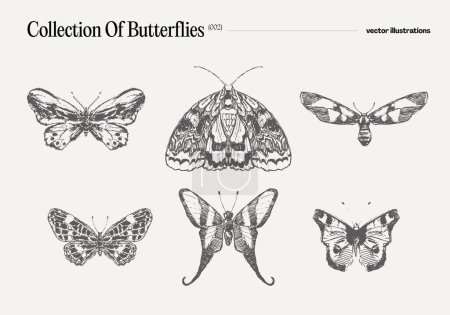 Illustration for Set of butterflies, realistic drawing, sketch. Vector illustration - Royalty Free Image