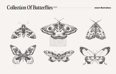 Illustration for Set of butterflies, realistic drawing, sketch. Vector illustration - Royalty Free Image