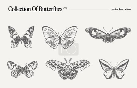 Téléchargez les illustrations : Ensemble de papillons, dessin réaliste, croquis. Illustration vectorielle - en licence libre de droit