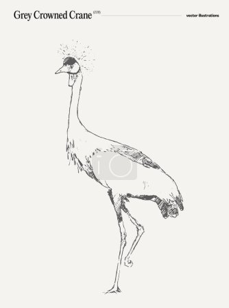Illustration for Grey Crowned Crane realistic hand drawn vector illustration, sketch. Vector illustration - Royalty Free Image