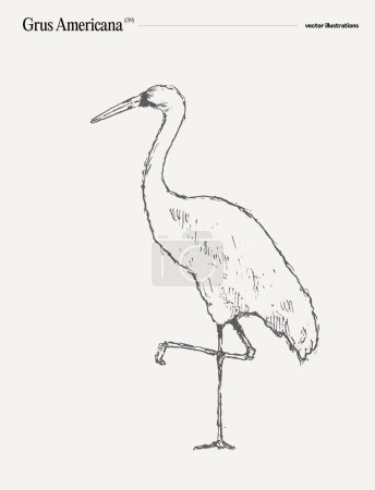 Téléchargez les illustrations : Grus Americana oiseau réaliste dessiné à la main, croquis. Illustration vectorielle - en licence libre de droit