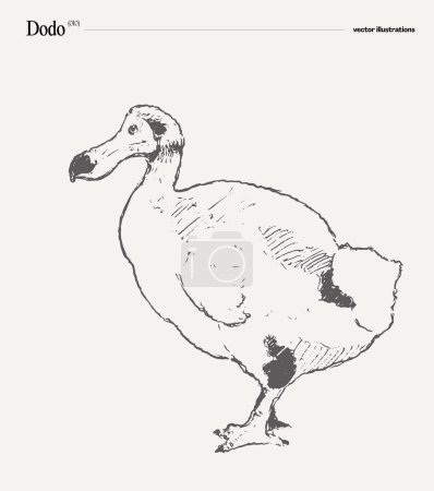Téléchargez les illustrations : Dodo illustration vectorielle dessinée à la main réaliste, croquis. Illustration vectorielle - en licence libre de droit