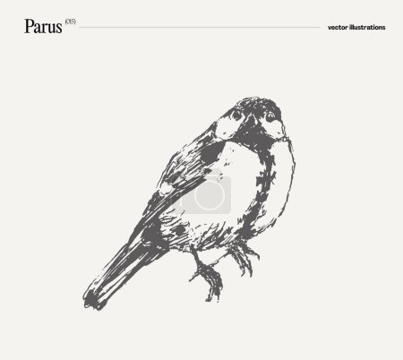 Illustration for Parus bird realistic hand drawn, sketch. Vector illustration - Royalty Free Image