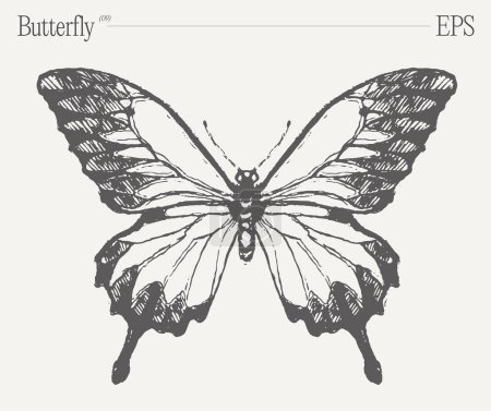 Ilustración de Un impresionante dibujo en blanco y negro con una mariposa, un insecto polinizador vital y un exquisito artrópodo con hermosas alas. - Imagen libre de derechos