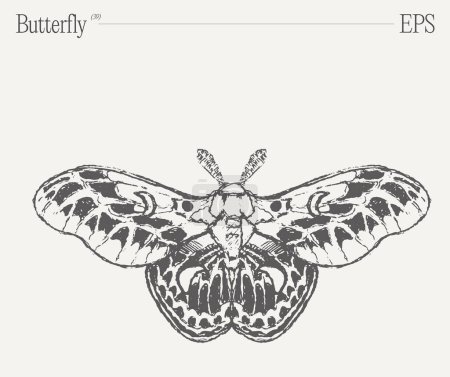 Téléchargez les illustrations : Un superbe dessin noir et blanc avec un papillon, un insecte pollinisateur vital et un arthropode exquis avec de belles ailes. - en licence libre de droit