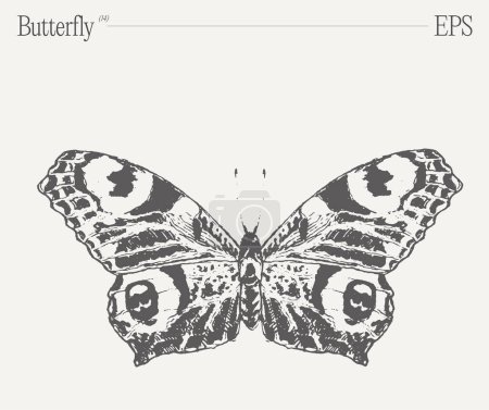 Ilustración de Un impresionante dibujo en blanco y negro con una mariposa, un insecto polinizador vital y un exquisito artrópodo con hermosas alas. - Imagen libre de derechos