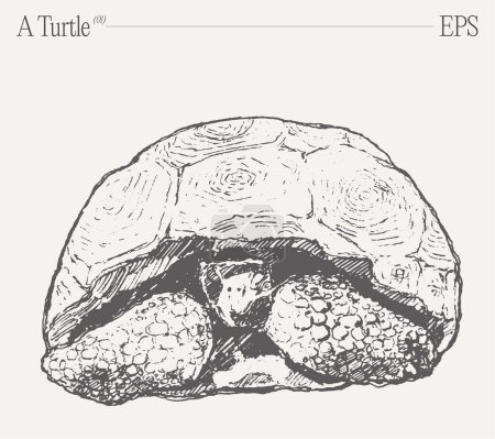 Illustration for A black and white illustration of a turtle with its shell open, showcasing the intricate jaw structure of this terrestrial reptile organism through creative arts. - Royalty Free Image