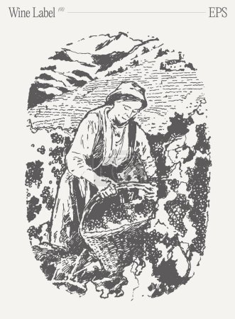 A vertebrate woman in a black and white illustration is harvesting grapes in a vineyard, capturing the gesture and essence of the scene.