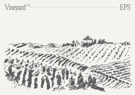 Illustration for Vineyard Landscape. Vintage wine Label Background. Hand drawn vector illustration, sketch. Vector illustration - Royalty Free Image
