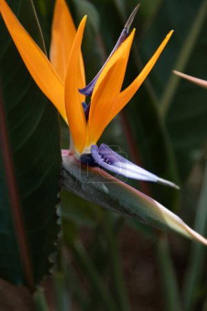 Foto de Strelitzia reginae or Bird of Paradise flower, el emblema nacional de Madeira, Portugal - Imagen libre de derechos
