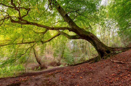 Téléchargez les photos : Vue d'un arbre Mossy penché sur le sol dans un boisé près d'Oldham, Grand Manchester Royaume-Uni - en image libre de droit