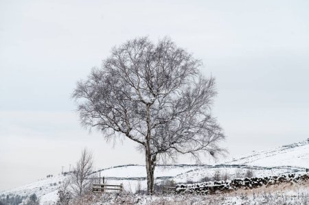 Photo for View of an isolated tree in a snowy covered Dovestone Reservoir in Peak district, UK - Royalty Free Image