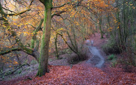 Foto de Autumn Woodland Path Through Trees in Daisy nook Park near Oldham, England. - Imagen libre de derechos
