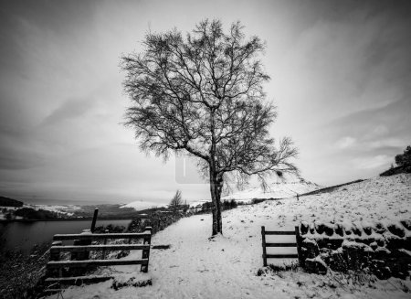 Photo for Isolated tree in a snowy landscape of Peak District England - Royalty Free Image