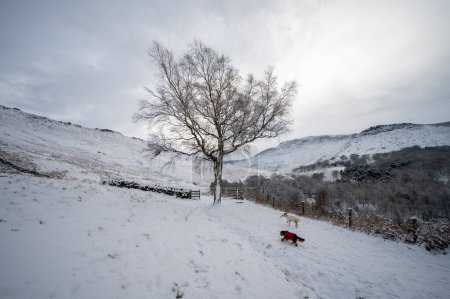 Photo for Dogs running on a snowy land in Peak District UK - Royalty Free Image