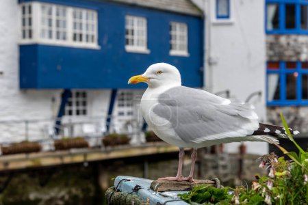 Foto de Gaviota sentada en la costa de la ciudad de Polpero, Reino Unido - Imagen libre de derechos