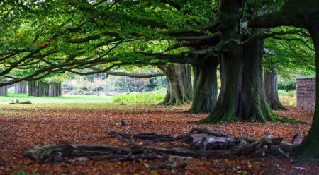 Téléchargez les photos : Grands arbres-Dunham Massey Park - en image libre de droit