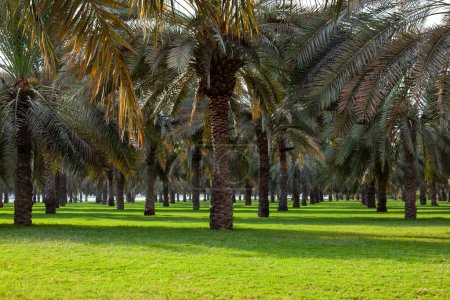 Téléchargez les photos : Été Date Ferme plantation, prairie verte avec palmiers - en image libre de droit