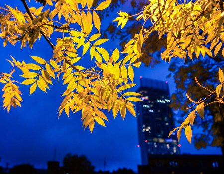 Foto de Torre Beetham-Manchester, Reino Unido con hojas de otoño - Imagen libre de derechos