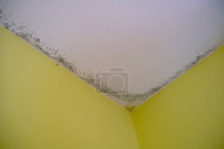 Photo for Black mold in the angle of the white ceiling across the yellow wall. Mildew in the apartment. Cleaning - Royalty Free Image