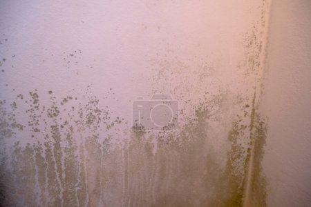 Photo for Black mold in the corner of the white ceiling. Macro mildew in the apartment. Humidity in the room - Royalty Free Image