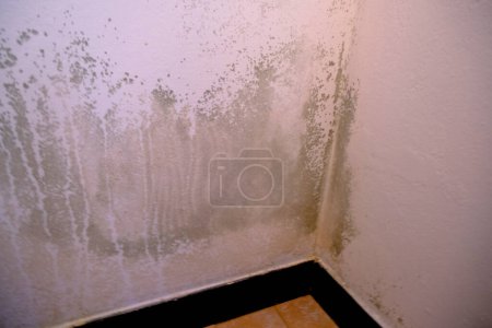 Foto de Molde negro en la esquina de la pared blanca. Macro moho en el apartamento. Humedad en la habitación - Imagen libre de derechos