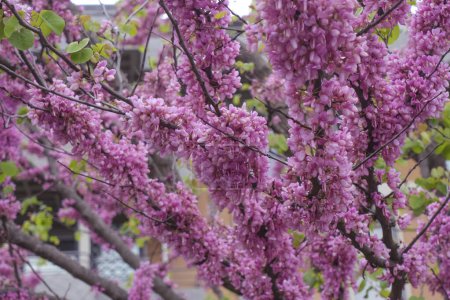 pink and white lilac flowers closeup. Cercis chinensis, the Chinese redbud blossoms on the branches. Spring floral background