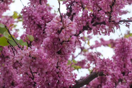 pink and white lilac flowers closeup. Cercis chinensis, the Chinese redbud blossoms on the branches. Spring floral background