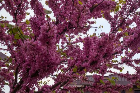 pink, lilac flowers across the building. Cercis chinensis, the Chinese redbud blossoms. Spring floral background