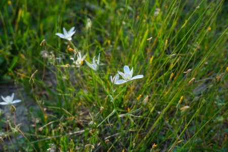 Edelweiss flowers. White spring flowers in grass during sunset. Natural background