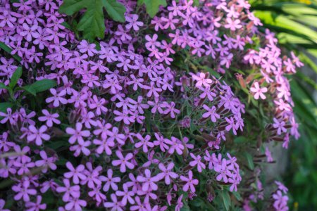 Saponaria Ocimoydes Rosa.  Purple flowers close up in the sunset light. Natural floral background