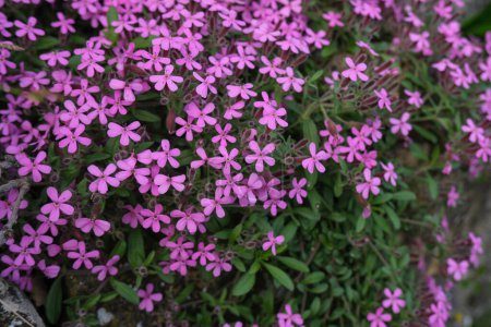 Saponaria Ocimoydes Rosa. Flores púrpuras se cierran bajo la luz del atardecer. Fondo floral natural