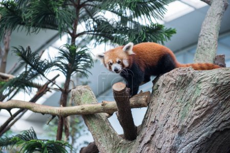 Foto de Panda rojo o mapache rojo trepando árbol - Imagen libre de derechos