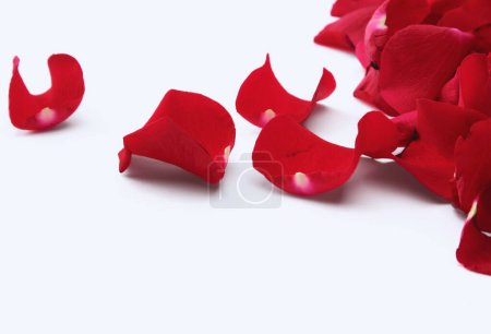 Téléchargez les photos : Pétales de rose rouge aléatoires sur fond blanc. - en image libre de droit
