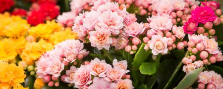Foto de Kalanchoe plant with pink flowers, Kalanchoe blossfeldiana, top view banner - Imagen libre de derechos
