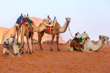 Photo for Camels rest on the sand in the desert Wadi Rum, Jordan. Sandstone rocks landscape - Royalty Free Image