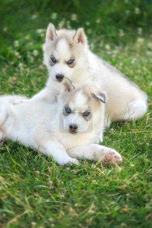 Foto de Dos pequeños cachorros husky con ojos azules posando sobre la hierba - Imagen libre de derechos