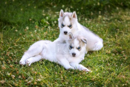 Foto de Dos pequeños cachorros husky con ojos azules posando sobre la hierba - Imagen libre de derechos