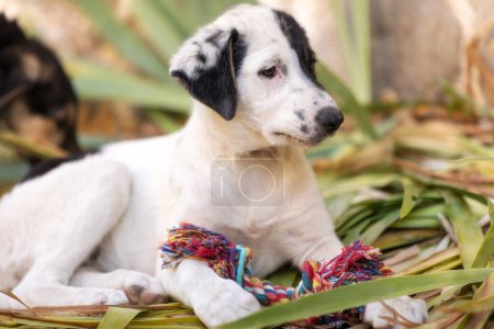 Téléchargez les photos : Chiot chien blanc et noir dans l'abri, jouant avec jouet, portrait en gros plan - en image libre de droit