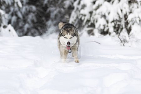 Dog shaking off snow. Funny husky in winter forest