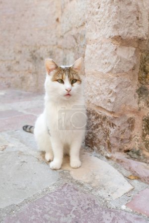 Retrato de gato bizco sentado al aire libre, animal callejero Kotor, Montenegro