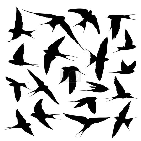 Ilustración de Colección de silueta de pájaro tragar varios - Imagen libre de derechos