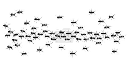 Foto de Hormigas línea de sendero de hormigas trabajadoras sobre fondo blanco - Imagen libre de derechos