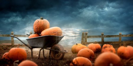 Téléchargez les photos : Citrouilles orange d'Halloween dans une brouette cueillie fraîche dans une ferme en automne. - en image libre de droit