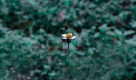white wild flower with green bokeh background