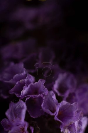 Foto de Statice notched Purple attraction dramatic macro photography of purple flowers. - Imagen libre de derechos