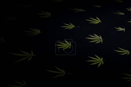 Photo for Cannabis leaf pattern on black background texture. - Royalty Free Image