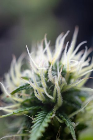 Cannabis-Pflanze auf dunkelgrünem Hintergrund. Lange horizontale Fahne mit Marihuana-Hanf in farbigem Licht mit violettem Farbton. Coseup-Foto mit Cannabis-Knospe in modernem Stil mit leerem Platz für Text.
