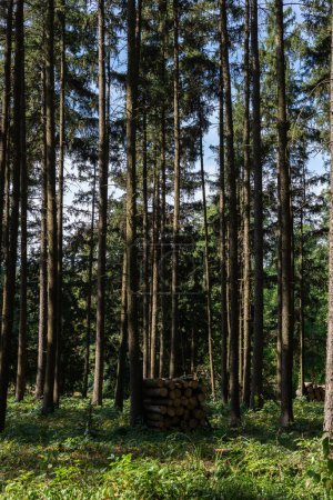 Foto de Deforestación tala árboles que yacen en el bosque. - Imagen libre de derechos